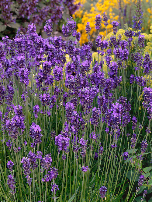 Lavendel Hidcote Purple Wyss Shop