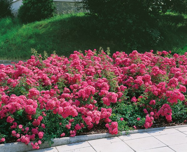 Bodendeckerrose 'Heidetraum'® - Rosa x hybrida