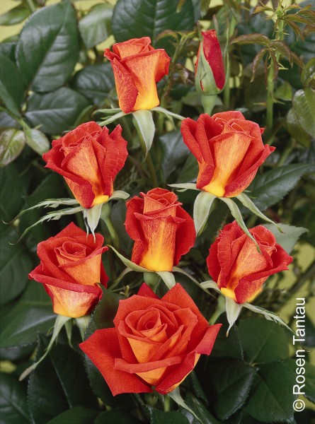 Edelrose 'Monica'® - Rosa x hybrida