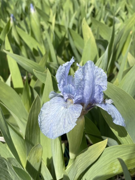 Zwerg-Schwertlilie 'Blue Denim' - Iris x barbata-nana