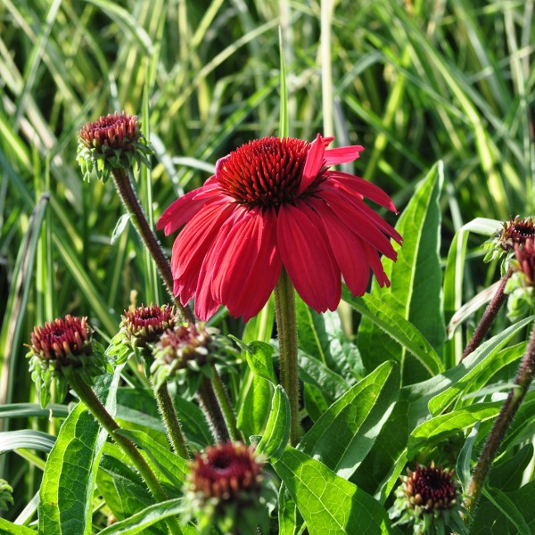 Schein-Sonnenhut 'orange'