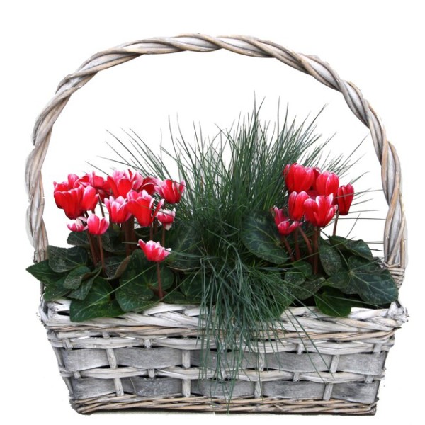 Arrangement Cyclamen mit Festuca