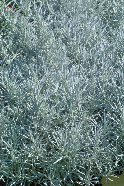 Currykraut - Helichrysum italicum