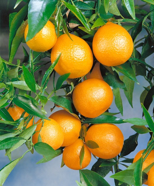 Citrus 'Mandarine'