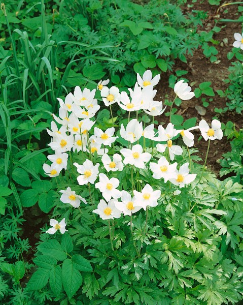 Wald-Anemone - Anemone sylvestris