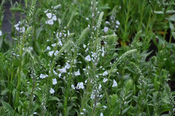 Ehrenpreis - Veronica gentianoides