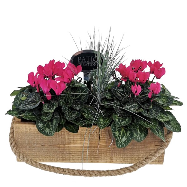 Arrangement Cyclamen mit Festuca