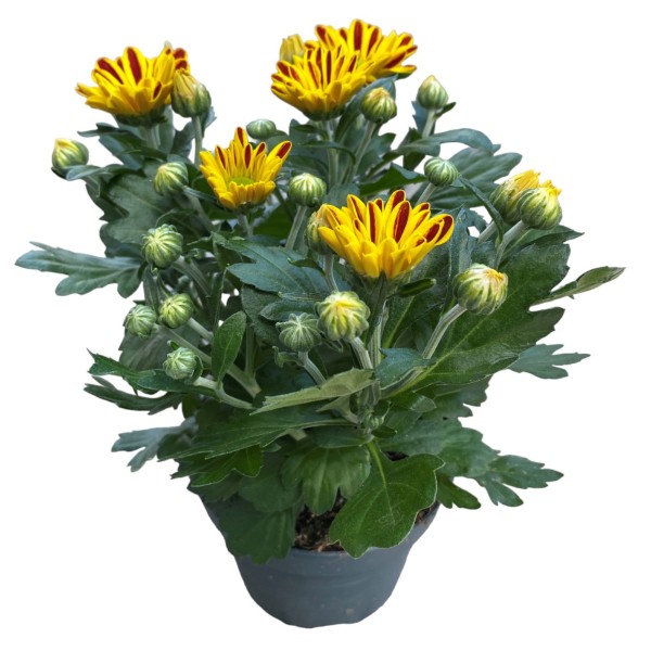 Herbst-Chrysantheme 'Hoihoi'