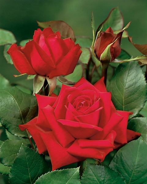 Edelrose 'Burgund 81'® - Rosa x hybrida