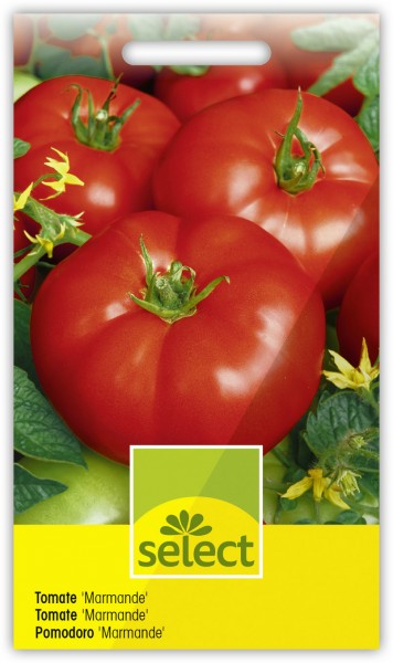 Tomate 'Marmande' - Lycopersicon esculentum