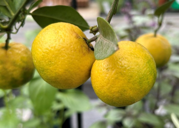 Citrus 'Pursha-Limette'