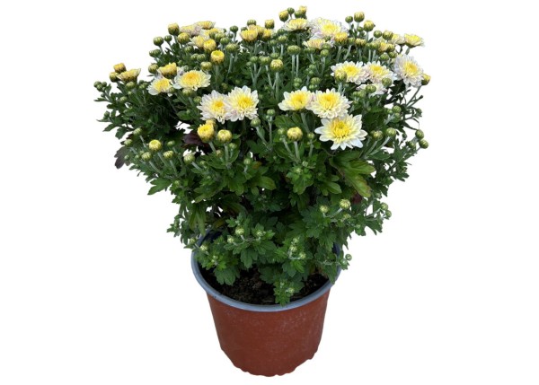 Herbst-Chrysantheme 'Garden Mums' weiss