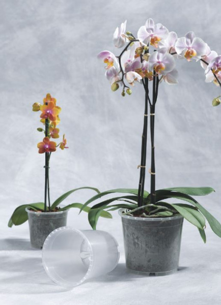 Orchideentopf