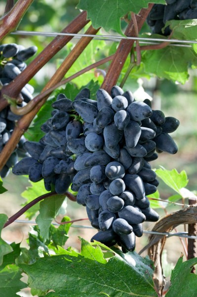 Weinrebe 'Philipp' - Vitis vinifera