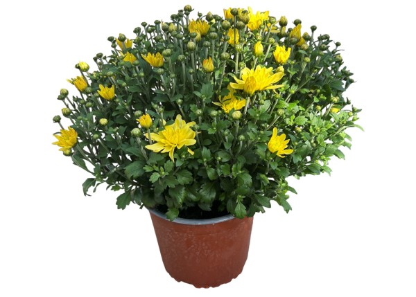 Herbst-Chrysantheme 'Garden Mums' gelb