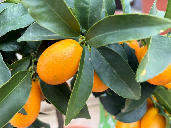 Citrus 'Kumquat'