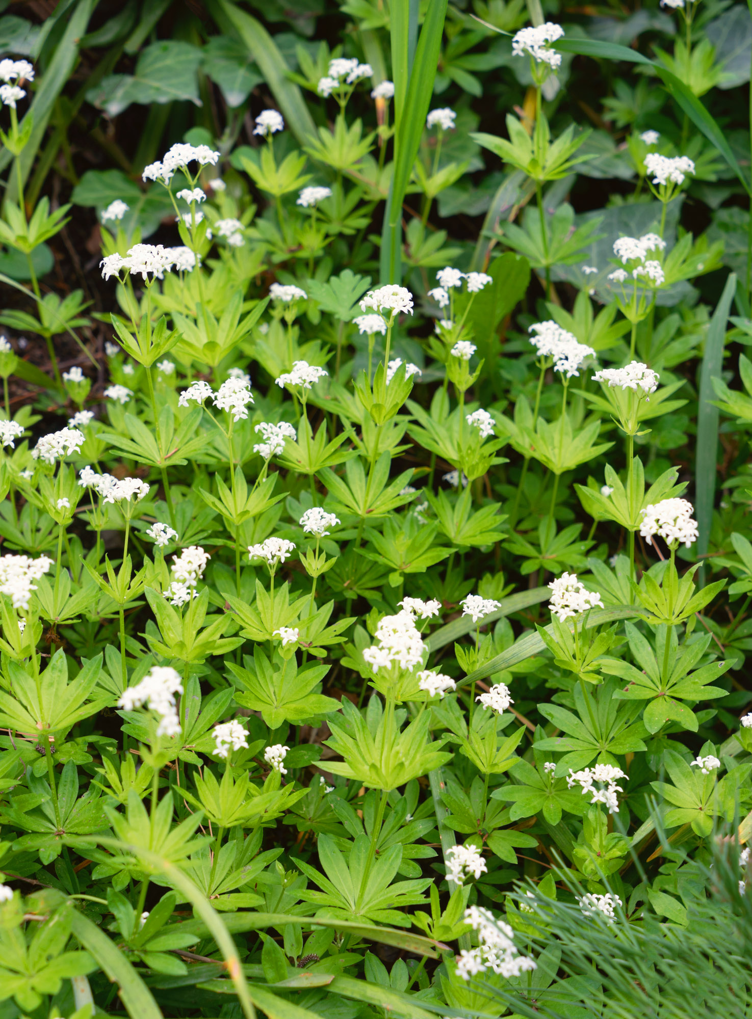 Waldmeister Galium odoratum Wyss Shop