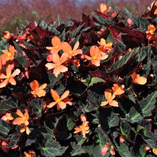 Knollenbegonie 'Glowing Embers Orange'