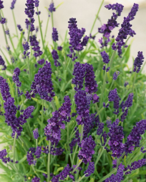 Lavendel 'Hidcote Purple'