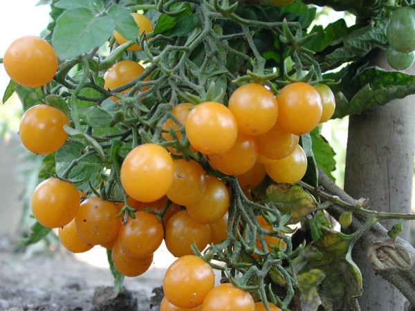 BIO Tomate 'Gelbe Cherry' Pro Specie Rara