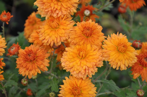 Winteraster 'Nigritella' - Chrysanthemum x hortorum