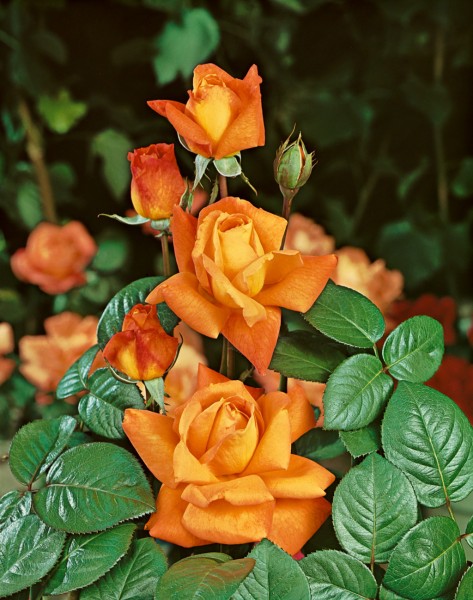 Edelrose 'Louis de Funès'® - Rosa x hybrida