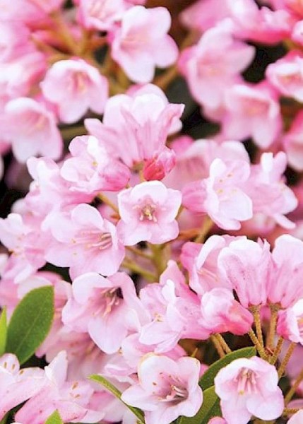 Zwerg-Rhododendron 'Bloombux' hellrosa
