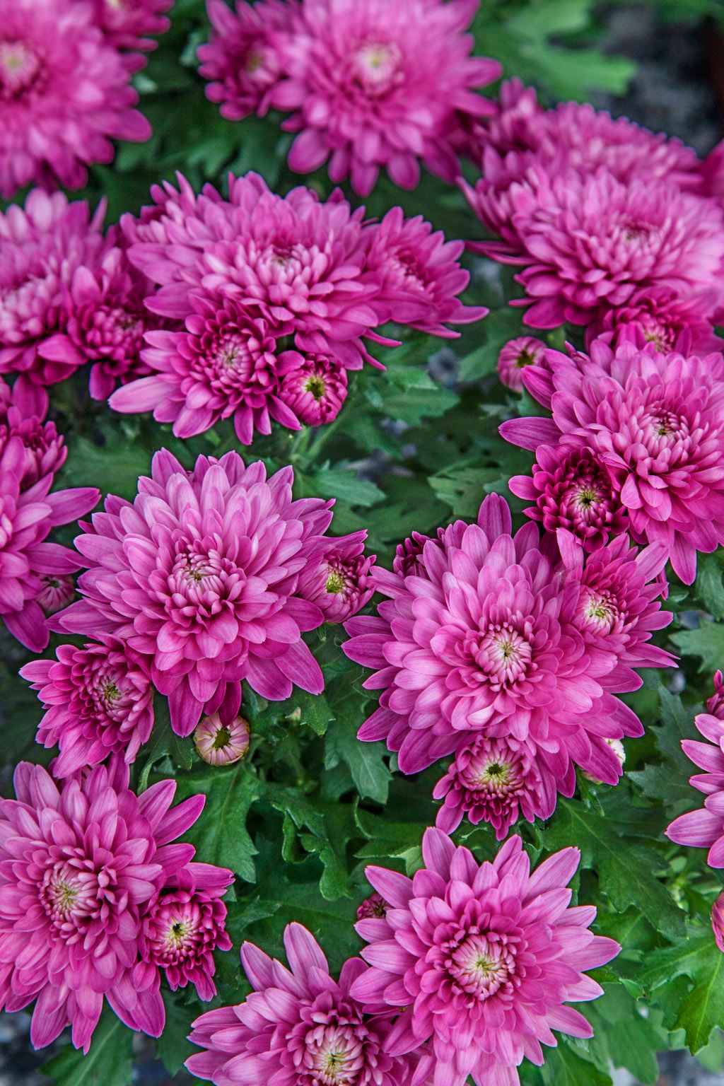 Garten-Chrysantheme 'Manito' - Chrysanthemum x hortorum | Wyss Shop