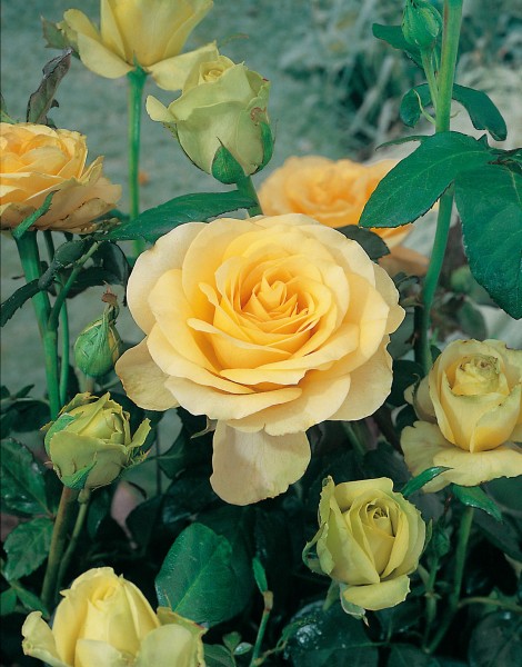 Edelrose 'Candlelight'® - Rosa x hybrida