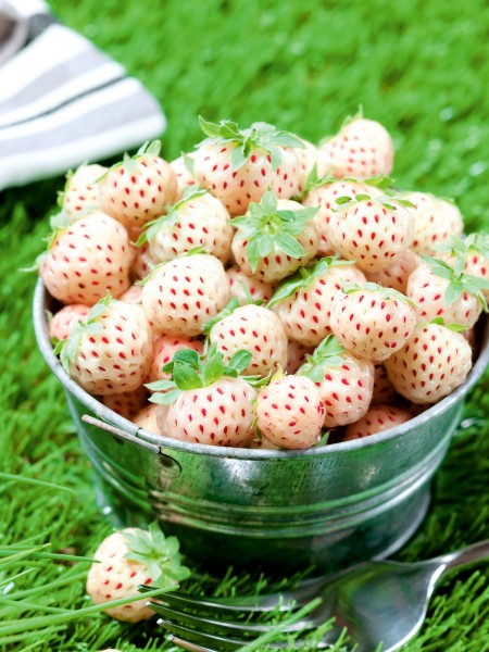 Erdbeere 'Anablanca' - Fragaria ananassa