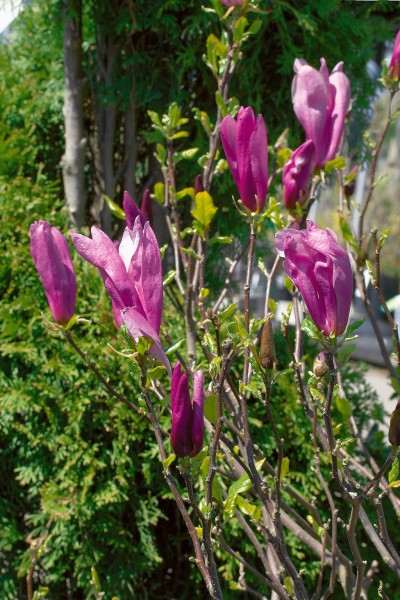 Tulpen-Magnolie 'Susan'