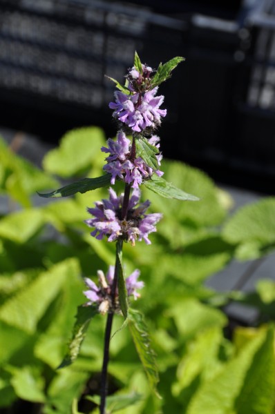 Brandkraut 'Amazone' - Phlomis tuberosa