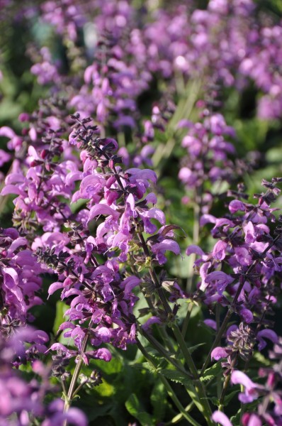 Salbei 'Pretty in Pink' - Salvia Fashionista