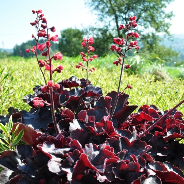 Purpurglöckchen 'Black Forest Cake'