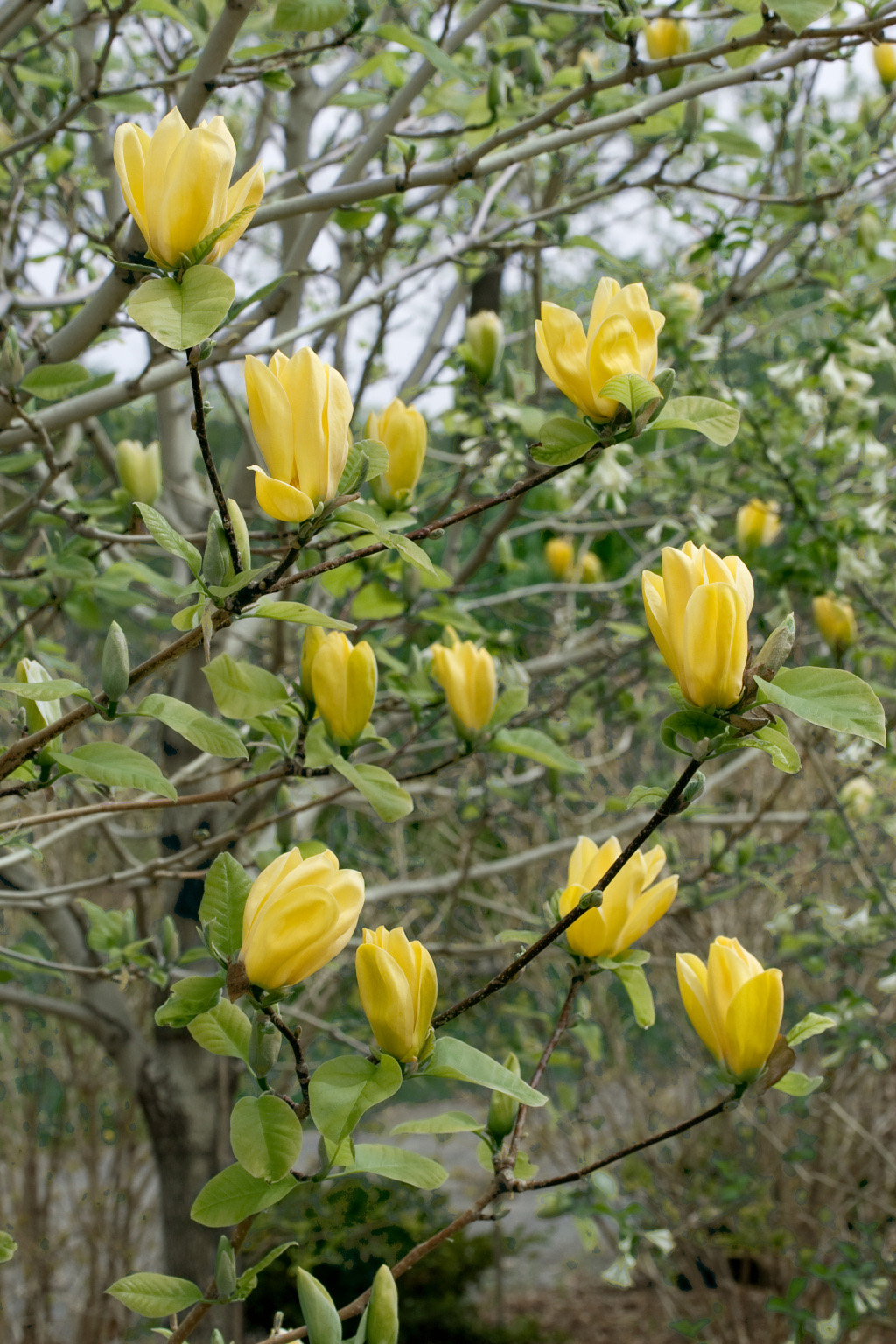 Magnolie ‘Yellow River’ - Magnolia denudata ‘Yellow River’ | Wyss Shop