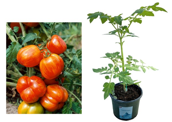 Tomate rot-gelb gestreift veredelt