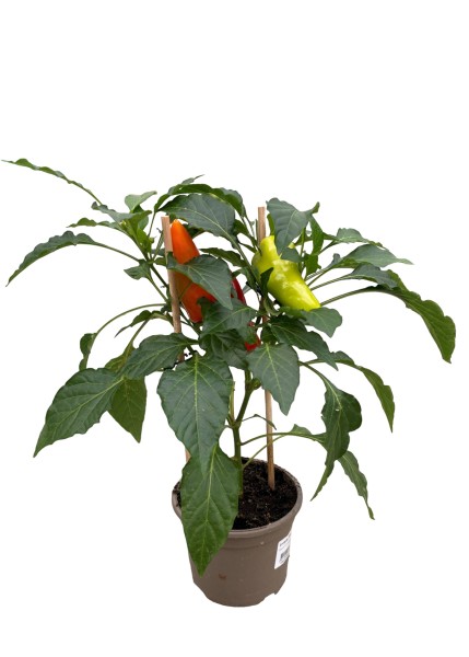Snack-Paprika 'Pepper' tricolor