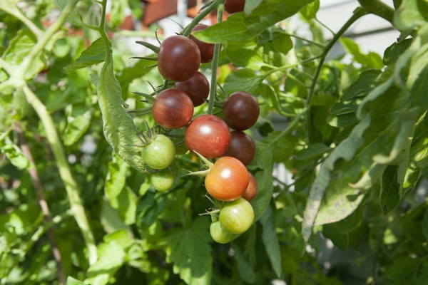 BIO Tomate 'Black Cherry' Pro Specie Rara