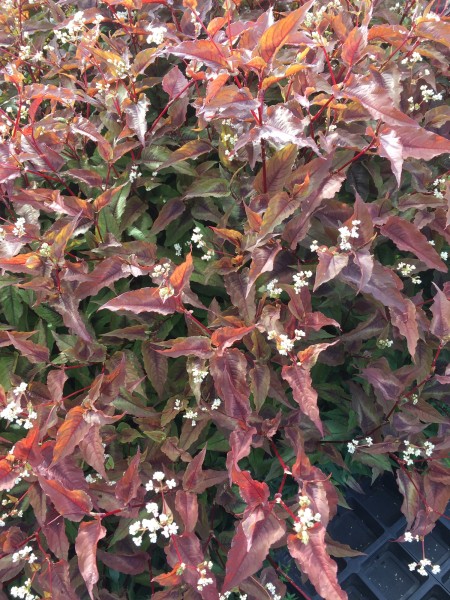 Knöterich 'Red Dragon' - Persicaria microcephala