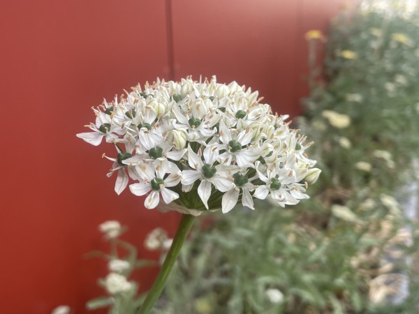 Schwarzer-Lauch - Allium nigrum