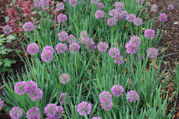 Zierlauch 'Lavender Bubbles' - Allium senescens