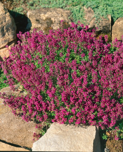 Thymian 'Purple Beauty' - Thymus serpyllum