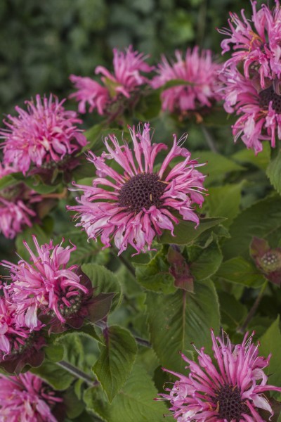 Indianernessel 'Bee-Lieve' - Monarda fistulosa