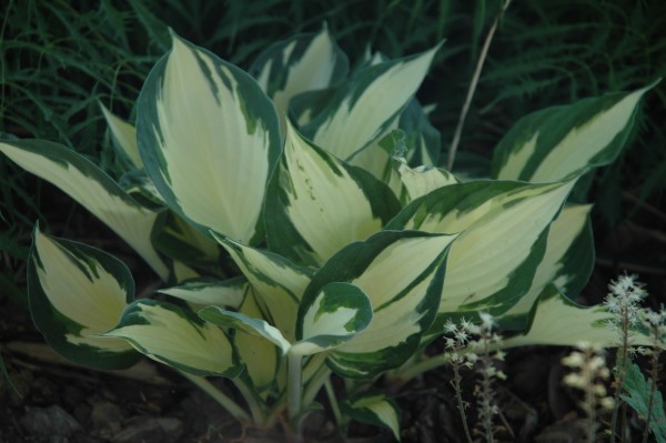 Funkie 'Fire and Ice' - Hosta x fortunei