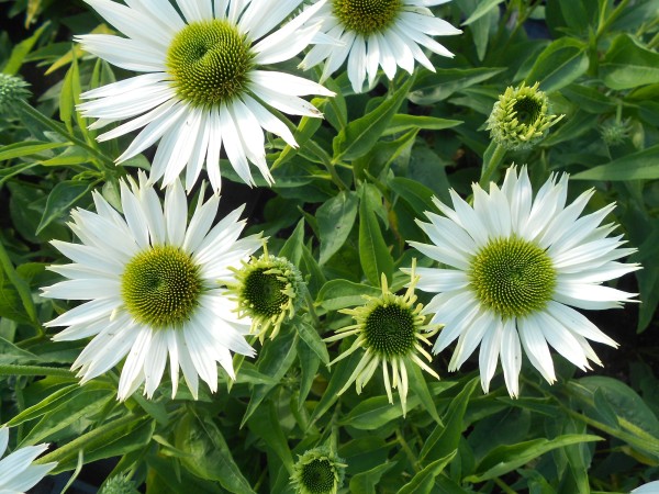 Sonnenhut 'Virgin' - Echinacea purpurea