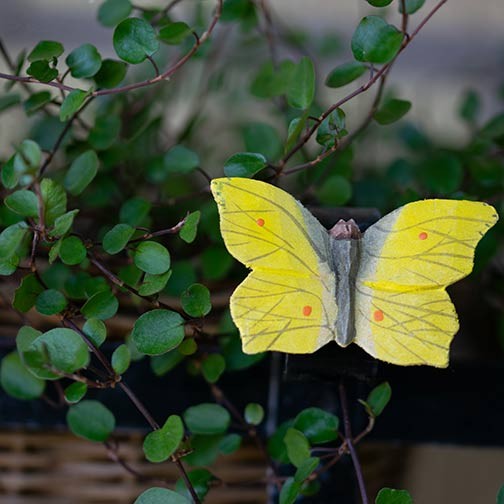 Magnet Schmetterling Zitronenfalter