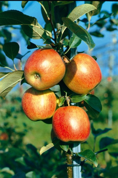 Apfel 'Ariwa'