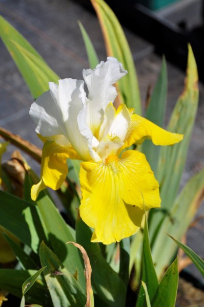 Schwertlilie 'Pinnacle' - Iris x barbata-elatior