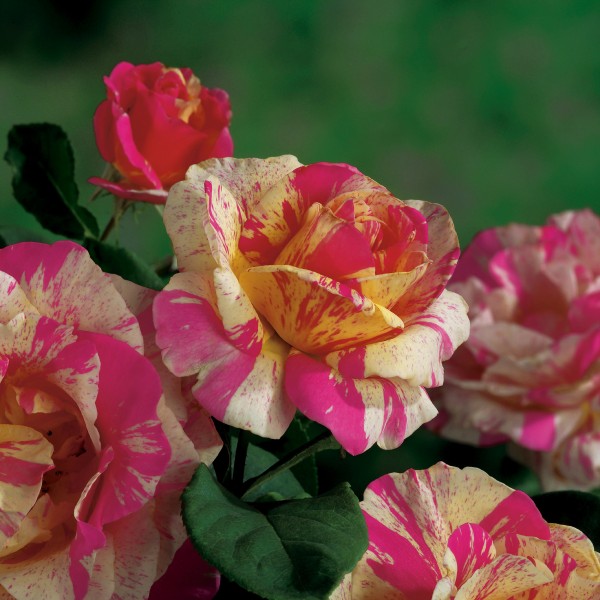 Edelrose 'Claude Monet'® - Rosa x hybrida
