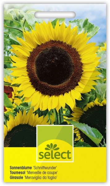 Sonnenblume 'Schnittwunder' - Vorderseite